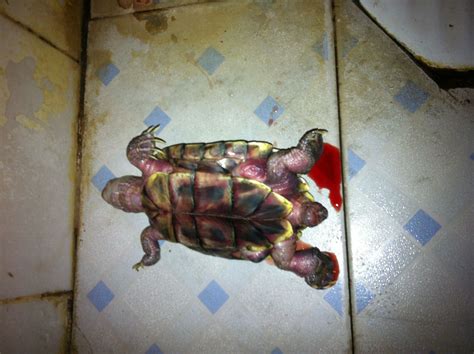 烏龜的血是什麼顏色 化糞池大小